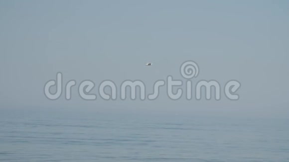 一只孤独的海鸥在波罗的海上空缓慢地飞行视频的预览图