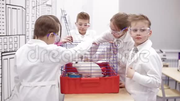 孩子们在生物课上摸兔子视频的预览图