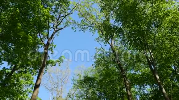 阳光明媚的夏季桦树顶视频的预览图