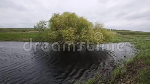 多云天气的沼泽里孤独的树视频的预览图