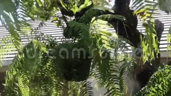 一篮子蕨类植物装饰在水蒸气花园里视频的预览图