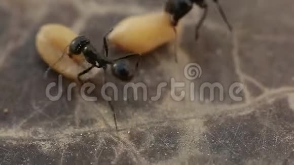 蚂蚁在夏天非常紧密地捡起食物视频的预览图
