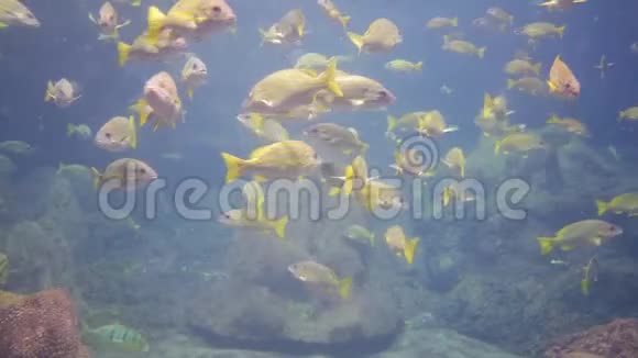 在著名海洋世界水族馆游泳的鱼视频的预览图