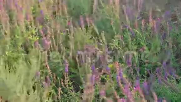 野生鼠尾草Salvia视频的预览图
