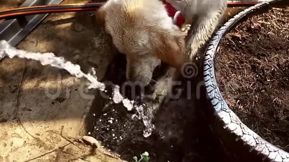 有趣的狗拉布拉多玩水视频的预览图