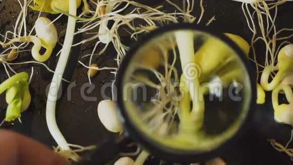 选择幼苗和嫩枝实验室使用透镜的植物调查视频的预览图