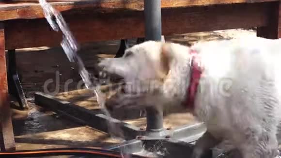 有趣的狗拉布拉多玩水视频的预览图