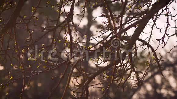 春天开放的苹果树叶子视频的预览图