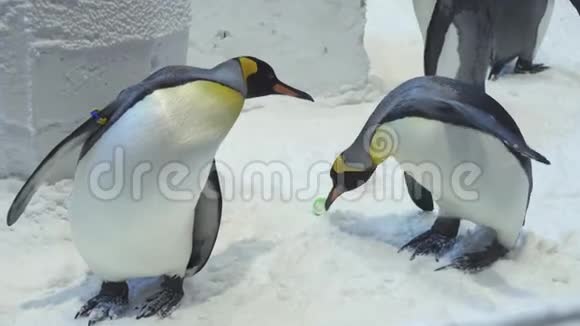有趣的皇家企鹅在雪地里交流视频的预览图