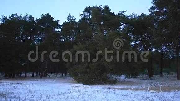 傍晚的冬林森林里的雪云杉的枝干随风摇曳视频的预览图