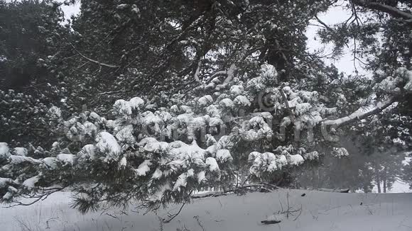 冬林松枝在雪中迎风摆动在公园里吹雪视频的预览图