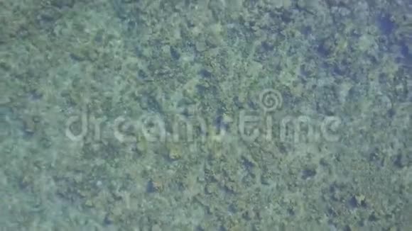 全景绿松石透明海洋沙滩视频的预览图