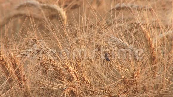 麦田甲虫与农业害虫防治视频的预览图