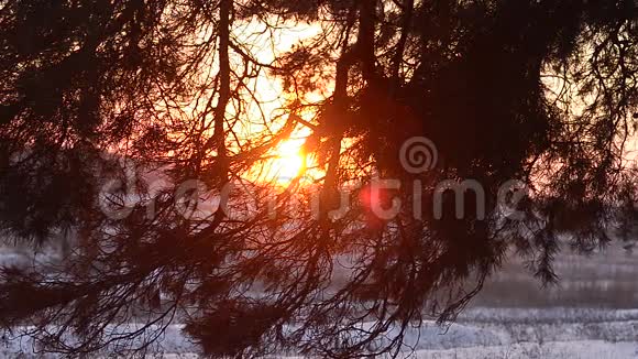 枝的杉树在冬日阳光的照射下特写镜头冬林夜雪花在阳光下闪闪发光视频的预览图