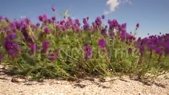 紫色的花在风中摇曳视频的预览图