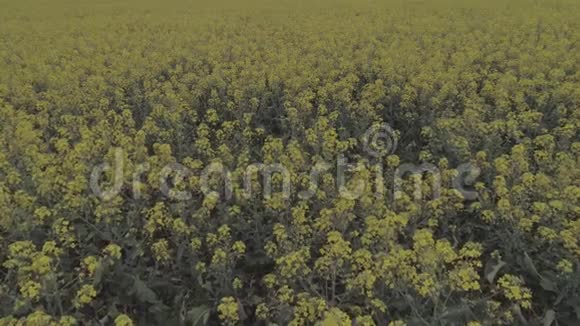 农业领域用盛开的黄油菜映衬着蓝天视频的预览图