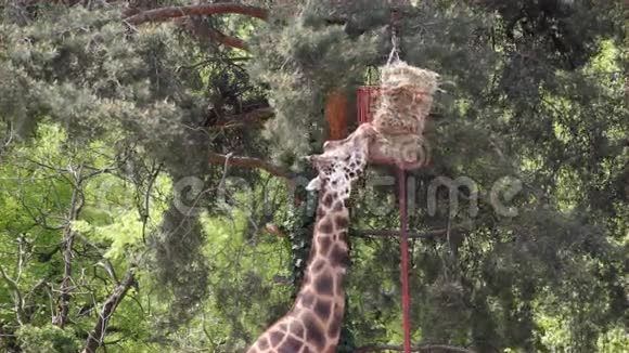 长颈鹿动物园的场景视频的预览图