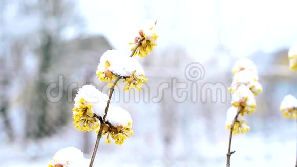 雪落在冬天或春天雪落在有花的Cornelian樱桃枝上视频的预览图