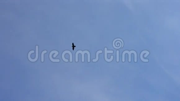 鸟儿在蓝天白云上翱翔视频的预览图