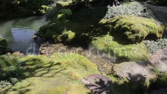 展示花园里的苔藓覆盖着岩石视频的预览图