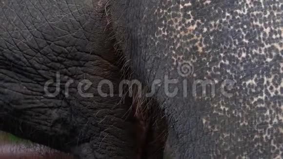 大象吃草闭上嘴和舌头视频的预览图