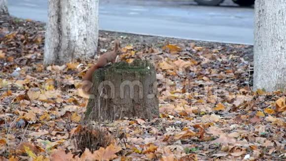 红松鼠正在秋天森林的枯叶里寻找什么视频的预览图