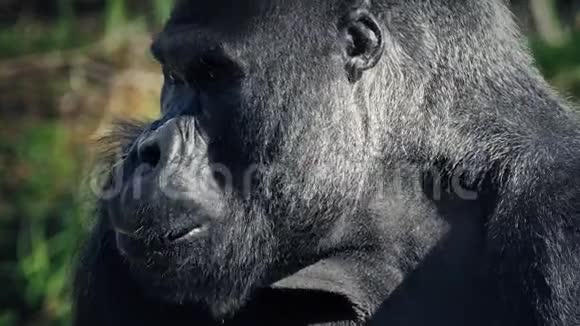 吃大猩猩抬头看镜头视频的预览图