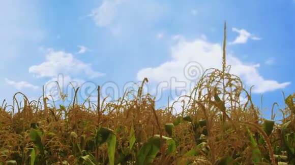 在风中飘扬的玉米植物更多的风视频的预览图