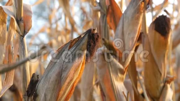 在田里烤玉米成熟的玉米生长在茎上露天近距离观看视频的预览图