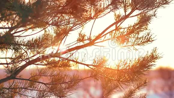 日落时针叶树云杉或松树的枝条视频的预览图