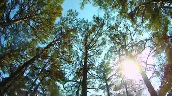 从树冠到地面的全景透过树叶和帐篷阳光明媚视频的预览图