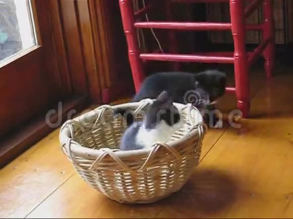 三只有趣的小猫和一个篮子视频的预览图
