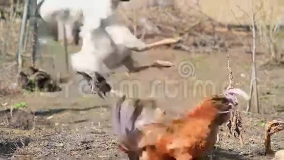 公鸡在斗鸡场上互相攻击视频的预览图