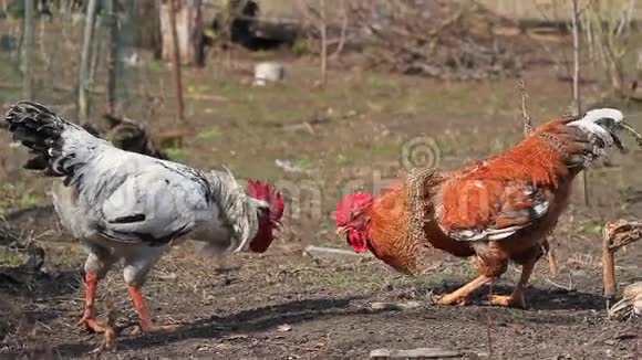 公鸡在基肯农场盘旋互相攻击视频的预览图