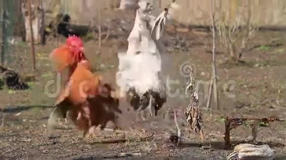 公鸡在斗鸡场上互相盘旋攻击视频的预览图