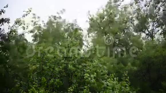 强风强雨摇树视频的预览图
