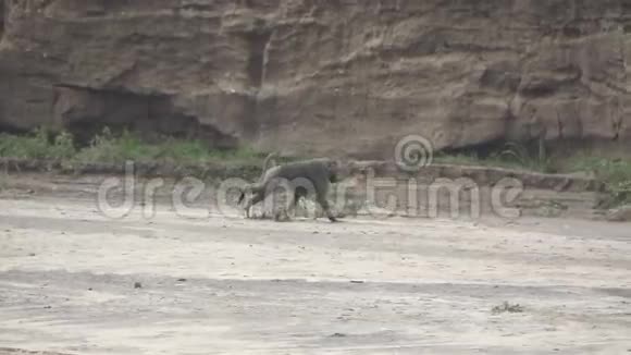 狒狒在干河上奔跑的慢动作视频的预览图