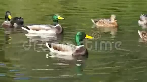 鸭子在湖上游泳吃东西视频的预览图