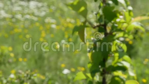 从一棵树的枝条看田野的花朵视频的预览图