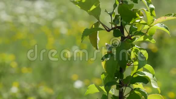 从一棵树的枝条看田野的花朵视频的预览图