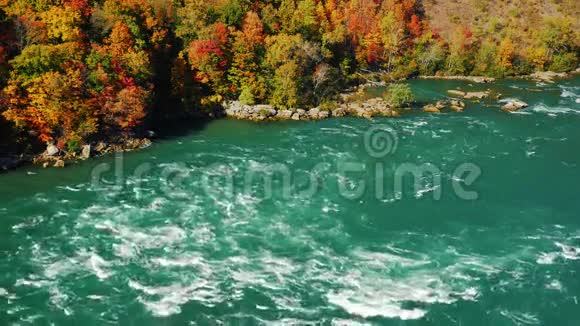 尼亚加拉河的水流在五彩缤纷的秋林背景下这条河把美国和视频的预览图