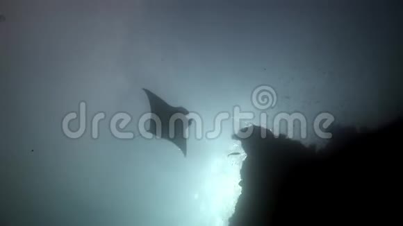 曼塔雷和雷莫拉鱼水下背景反射太阳在马尔代夫视频的预览图