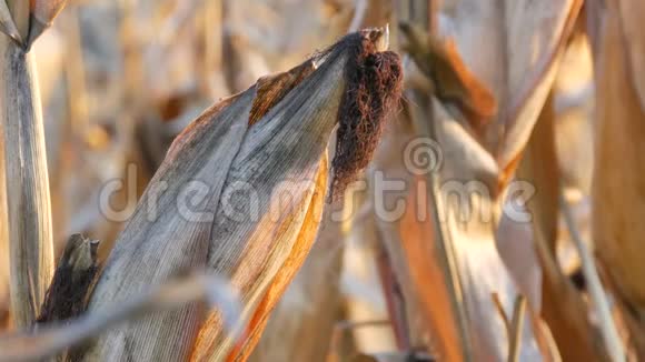 在田里烤玉米成熟的玉米生长在茎上露天近距离观看视频的预览图