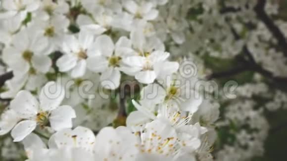 樱花的枝干慢动作视频的预览图