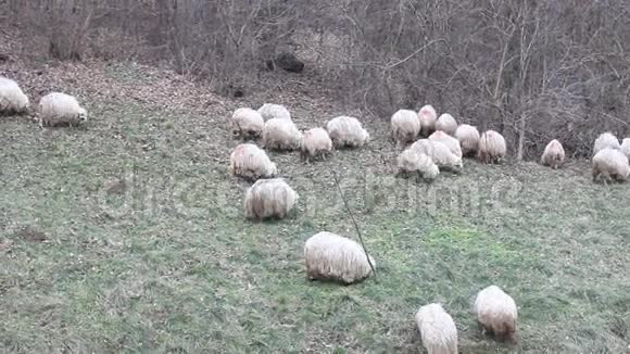 一群羊去牧场视频的预览图