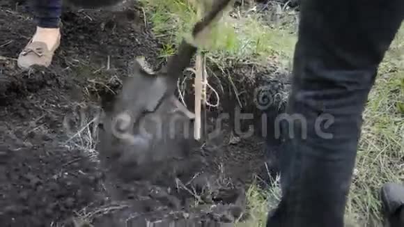 种植松树苗视频的预览图