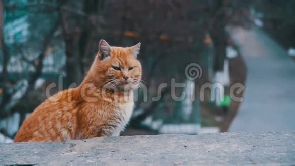 早春街道公园里的无家可归红猫慢动作搞笑都市猫视频的预览图