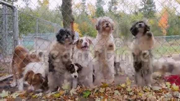 很多可爱的小狗在狗舍围栏边吠叫和跳跃准备通过视频的预览图