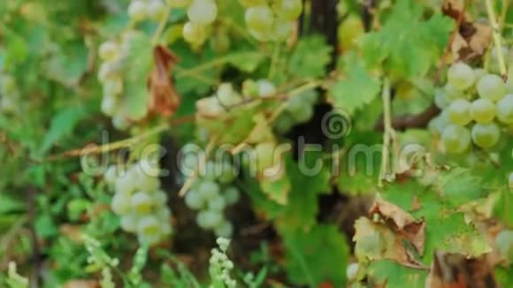 一串串成熟的白葡萄美国安大略湖附近的葡萄园总部42210位视频视频的预览图