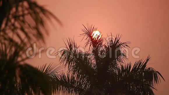 在棕榈树的背景下日落视频的预览图
